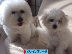 にほんブログ村 犬ブログ ビションフリーゼへ