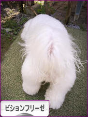 にほんブログ村 犬ブログ ビションフリーゼへ