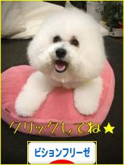 にほんブログ村 犬ブログ ビションフリーゼへ