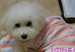 にほんブログ村 犬ブログ ビションフリーゼへ