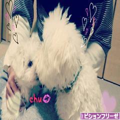 にほんブログ村 犬ブログ ビションフリーゼへ