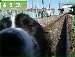 チューしてあげるから、ポチっと押してﾈ(^з^)-☆Chu!!にほんブログ村 犬ブログ ボーダーコリーへ