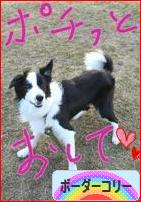 にほんブログ村 犬ブログ ボーダーコリーへ