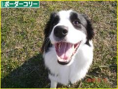にほんブログ村 犬ブログ ボーダーコリーへ