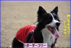 にほんブログ村 犬ブログ ボーダーコリーへ