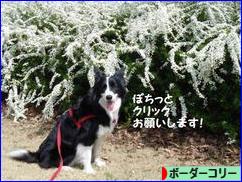 にほんブログ村 犬ブログ ボーダーコリーへ