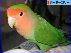 にほんブログ村 犬ブログ ボーダーコリーへ