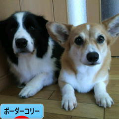 にほんブログ村 犬ブログ ボーダーコリーへ