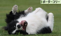 にほんブログ村 犬ブログ ボーダーコリーへ