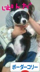 にほんブログ村 犬ブログ ボーダーコリーへ
