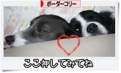 にほんブログ村 犬ブログ ボーダーコリーへ