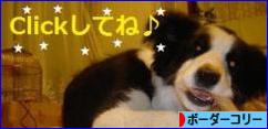 にほんブログ村 犬ブログ ボーダーコリーへ