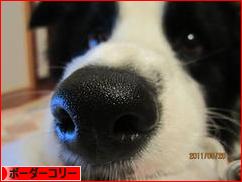 にほんブログ村 犬ブログ ボーダーコリーへ