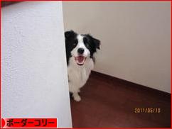にほんブログ村 犬ブログ ボーダーコリーへ