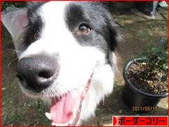 にほんブログ村 犬ブログ ボーダーコリーへ