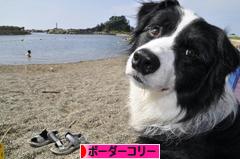 にほんブログ村 犬ブログ ボーダーコリーへ