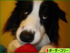 にほんブログ村 犬ブログ ボーダーコリーへ