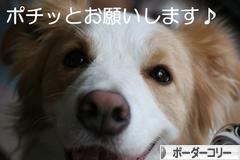 にほんブログ村 犬ブログ ボーダーコリーへ