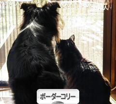 にほんブログ村 犬ブログ ボーダーコリーへ