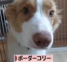 にほんブログ村 犬ブログ ボーダーコリーへ