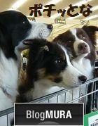 にほんブログ村 犬ブログ ボーダーコリーへ