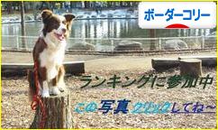 にほんブログ村 犬ブログ ボーダーコリーへ