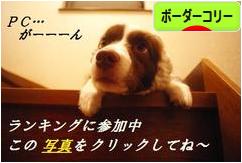 にほんブログ村 犬ブログ ボーダーコリーへ