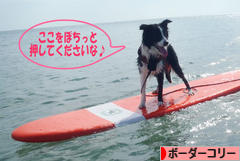 にほんブログ村 犬ブログ ボーダーコリーへ