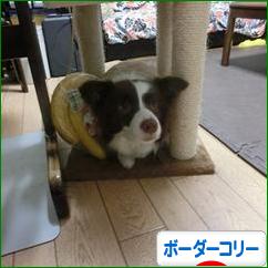 にほんブログ村 犬ブログ ボーダーコリーへ