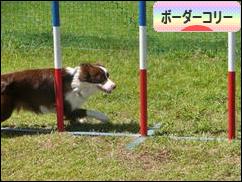 にほんブログ村 犬ブログ ボーダーコリーへ