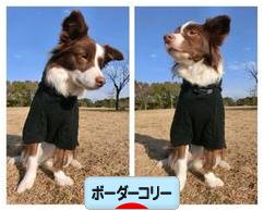 にほんブログ村 犬ブログ ボーダーコリーへ