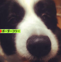にほんブログ村 犬ブログ ボーダーコリーへ