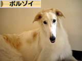 にほんブログ村 犬ブログ ボルゾイへ