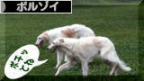 にほんブログ村 犬ブログ ボルゾイへ