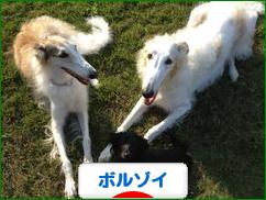 にほんブログ村 犬ブログ ボルゾイへ