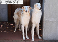 にほんブログ村 犬ブログ ボルゾイへ