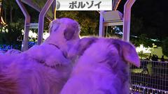 にほんブログ村 犬ブログ ボルゾイへ