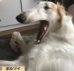 にほんブログ村 犬ブログ ボルゾイへ