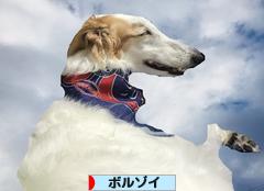 にほんブログ村 犬ブログ ボルゾイへ