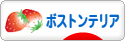 にほんブログ村 犬ブログ ボストンテリアへ