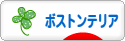 にほんブログ村 犬ブログ ボストンテリアへ