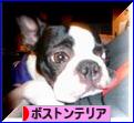 にほんブログ村 犬ブログ ボストンテリアへ