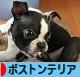 にほんブログ村 犬ブログ ボストンテリアへ