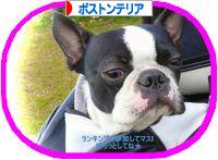 にほんブログ村 犬ブログ ボストンテリアへ