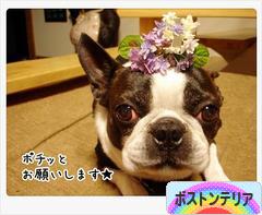 にほんブログ村 犬ブログ ボストンテリアへ