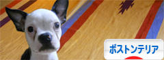 にほんブログ村 犬ブログ ボストンテリアへ