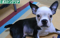 にほんブログ村 犬ブログ ボストンテリアへ
