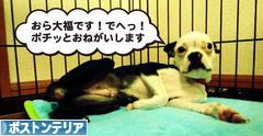 にほんブログ村 犬ブログ ボストンテリアへ