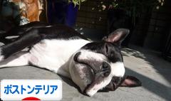 にほんブログ村 犬ブログ ボストンテリアへ