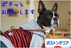 にほんブログ村 犬ブログ ボストンテリアへ